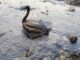emergency response for Crude Oil